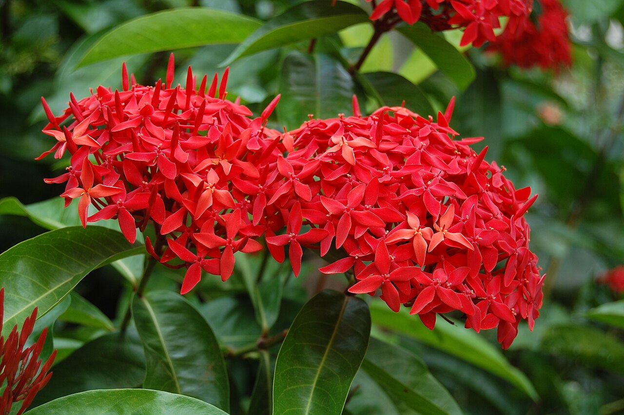 Red Ixora Flower Seeds - Heirloom, Non GMO, High Germination, Organic Garden Seeds