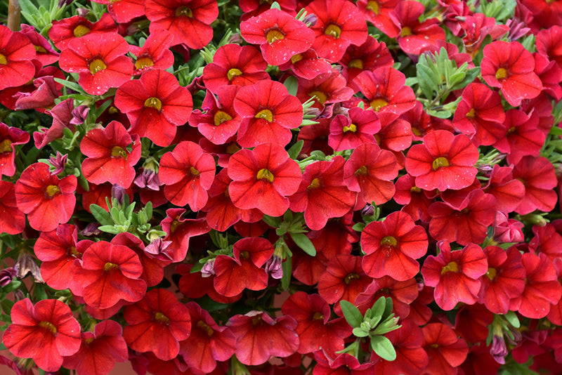 Red calibrachoa Flower Seeds