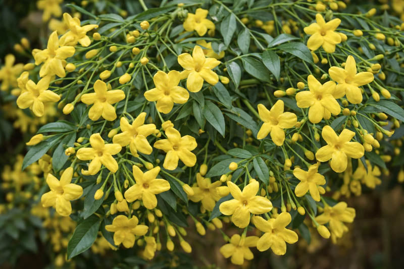 Yellow Jasmine – Exotic ing Plants for Backyard Garden Beauty Flower Seeds - Heirloom Non GMO Organic Seeds for Plantin