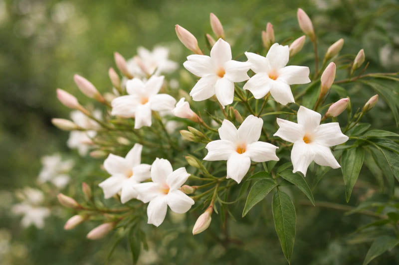 Jasmine Flower Seeds - Heirloom, Non GMO, High Germination, Organic Garden Seeds