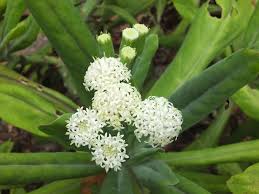 White Kleinia Flower Seeds for Planting Heirloom Non-GMO High Germination Organic Garden Seeds Rare Blooming Plants -