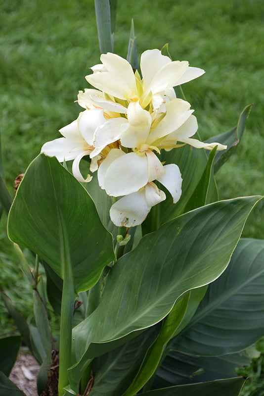 White Canna Flower Seeds