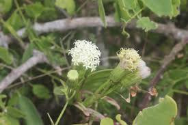 White Kleinia Flower Seeds