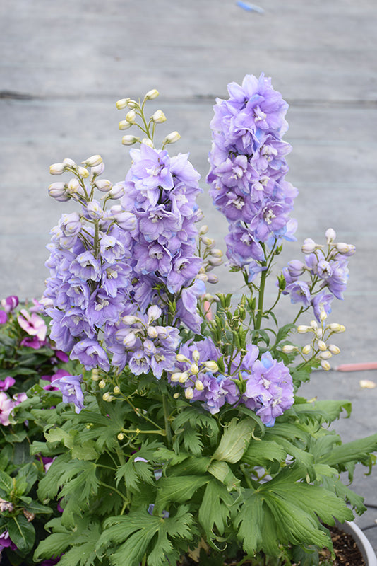 Lavender Delphinium Flower Seeds - Heirloom Non GMO High Germination Flower Seeds for Planting