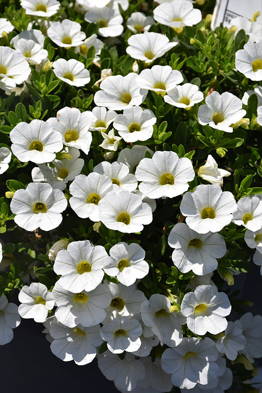 White Calibrachoa Flower Seed