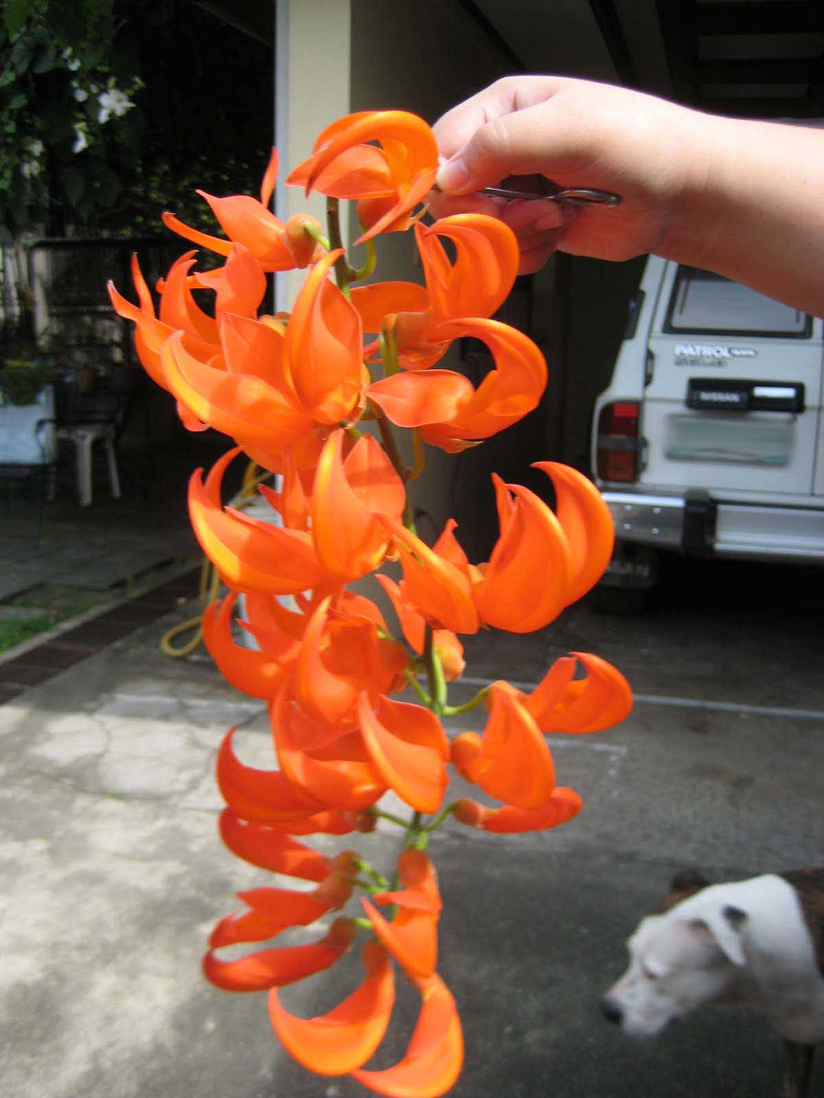 Orange Strongylodon Flower Seeds