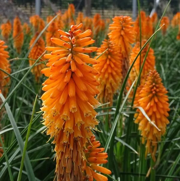 Orange Kniphia Flower Seeds - Heirloom Non GMO High Germination Flower Seeds for Home Garden Planting