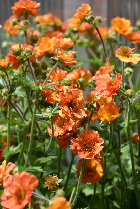 Geum Flower Seeds – Rare Blooming Plants for Balcony and Patio Gardens - Heirloom Non GMO High Germination Garden Seeds