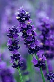 Lavender Lavandula Flower Seeds for Planting Heirloom Non - Heirloom Non GMO High Germination Flower Seeds for Organic H