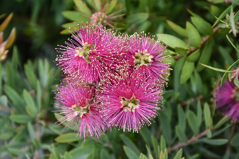Pink Bottle Brush Flower Seeds