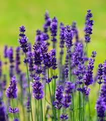 Lavender Lavandula Flower Seeds