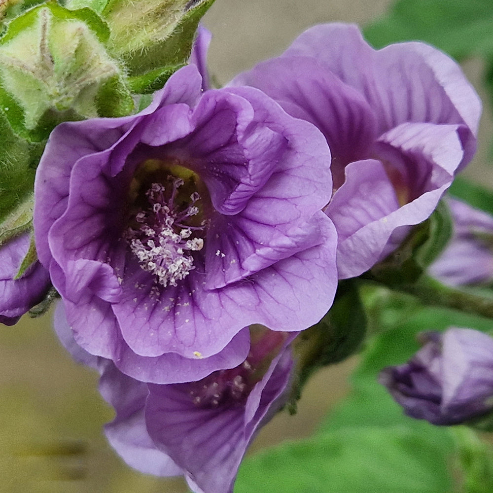 Purple Lavatera Flower Seeds