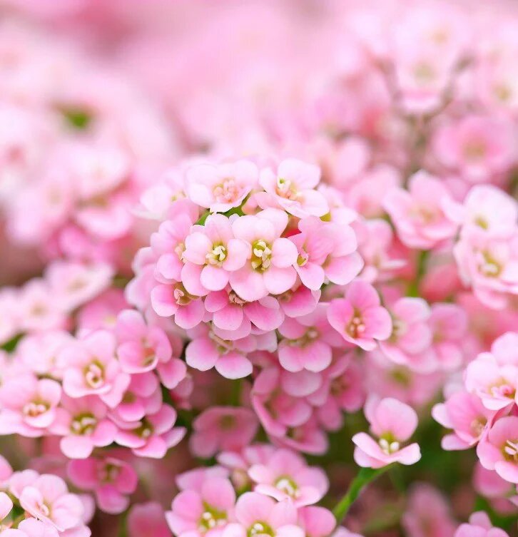 Pink Alyssum Flower Seeds