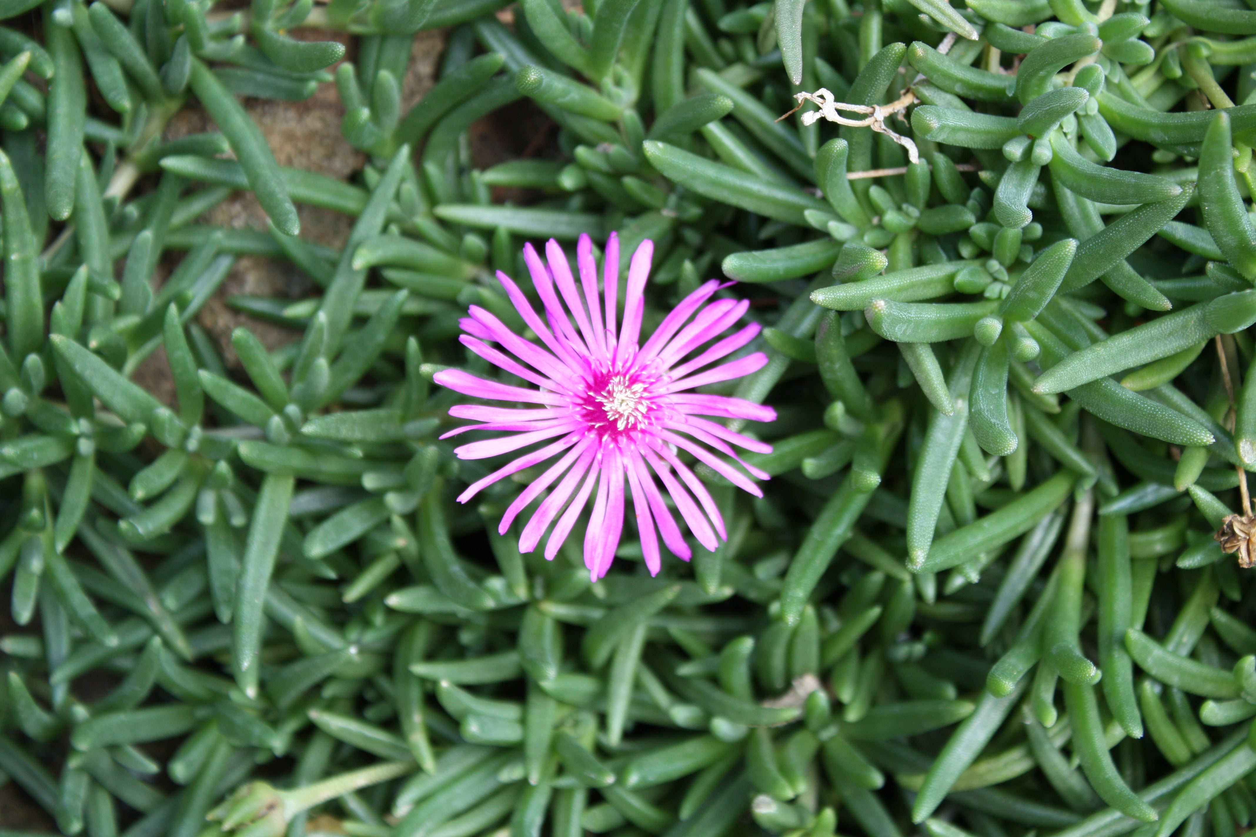 Lampranthus Roseus Flower Seeds - Heirloom, Non GMO, High Germination, Organic Garden Seeds