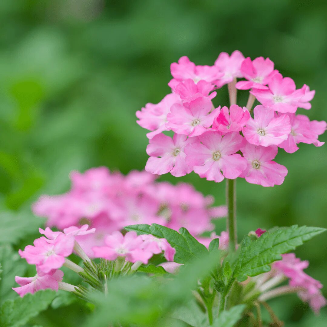 Pink Lantana Flower Seeds