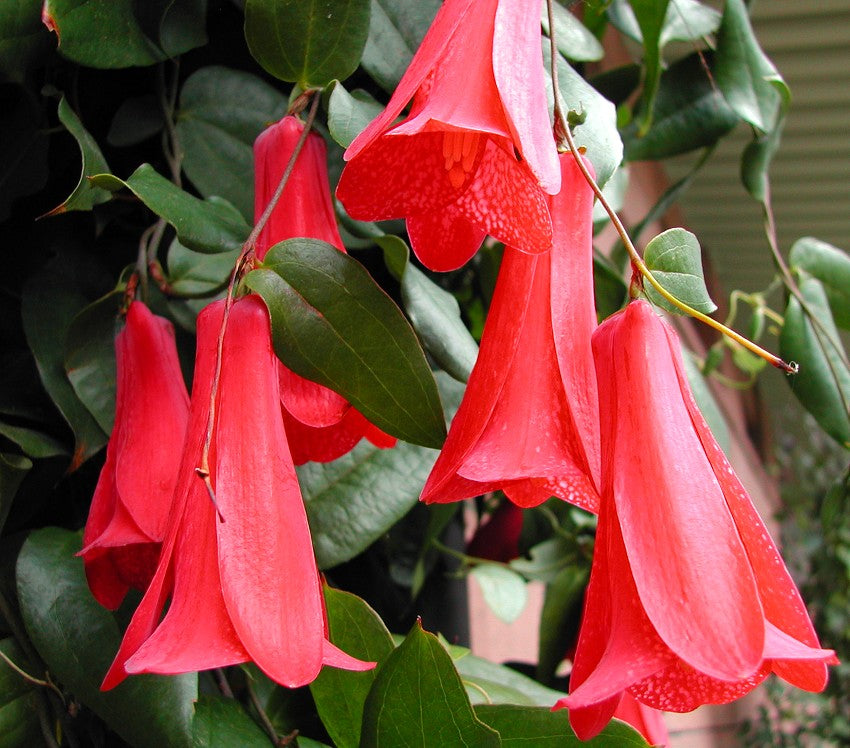 Lapageria Flower Seeds - Heirloom, Non GMO, High Germination, Organic Garden Seeds