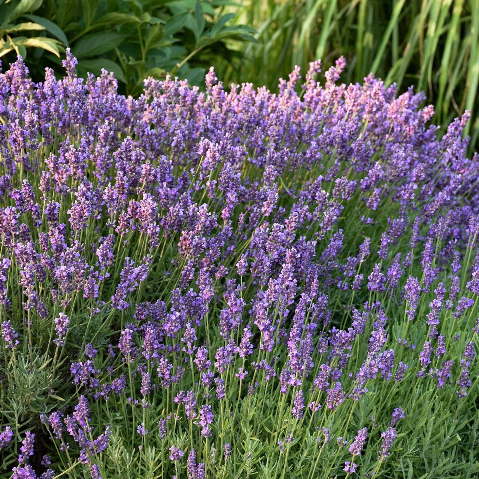 Lavender Vera English Mosquito Repellent
