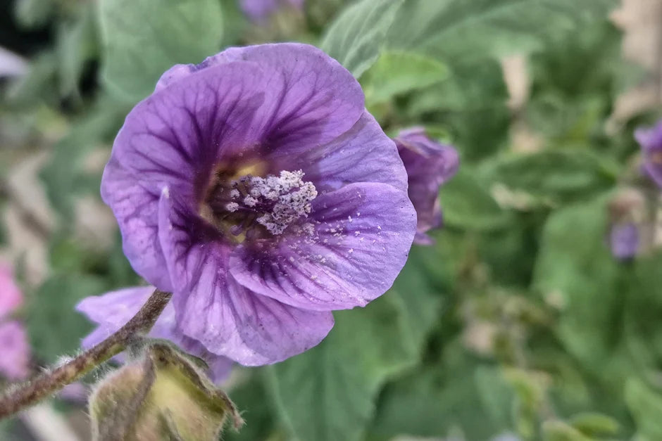 Purple Lavatera Flower Seeds - Heirloom, Non GMO, High Germination, Organic Garden Seeds