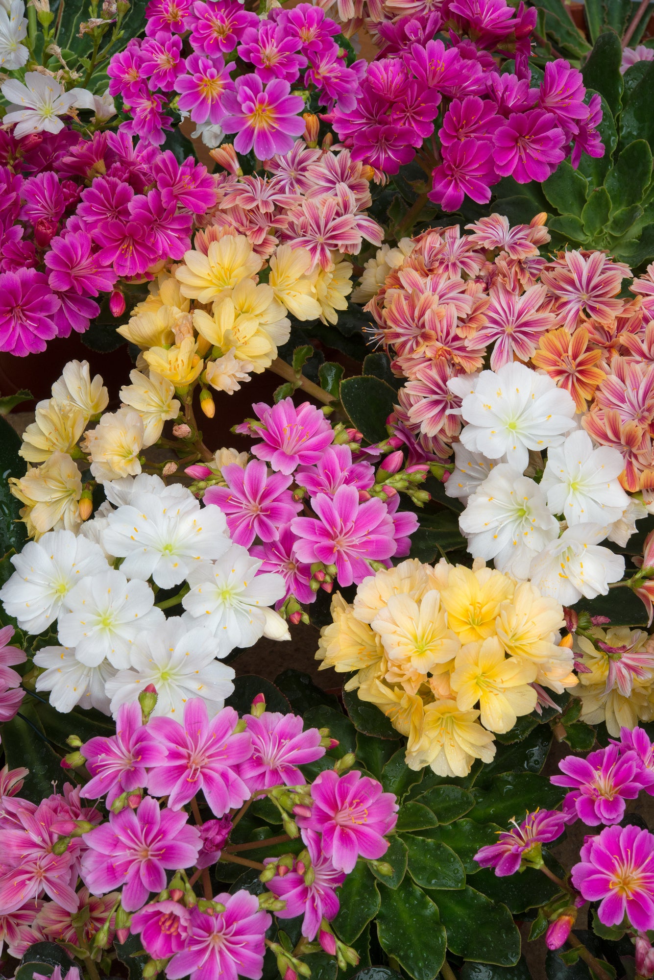 Lewisia Flower Seeds