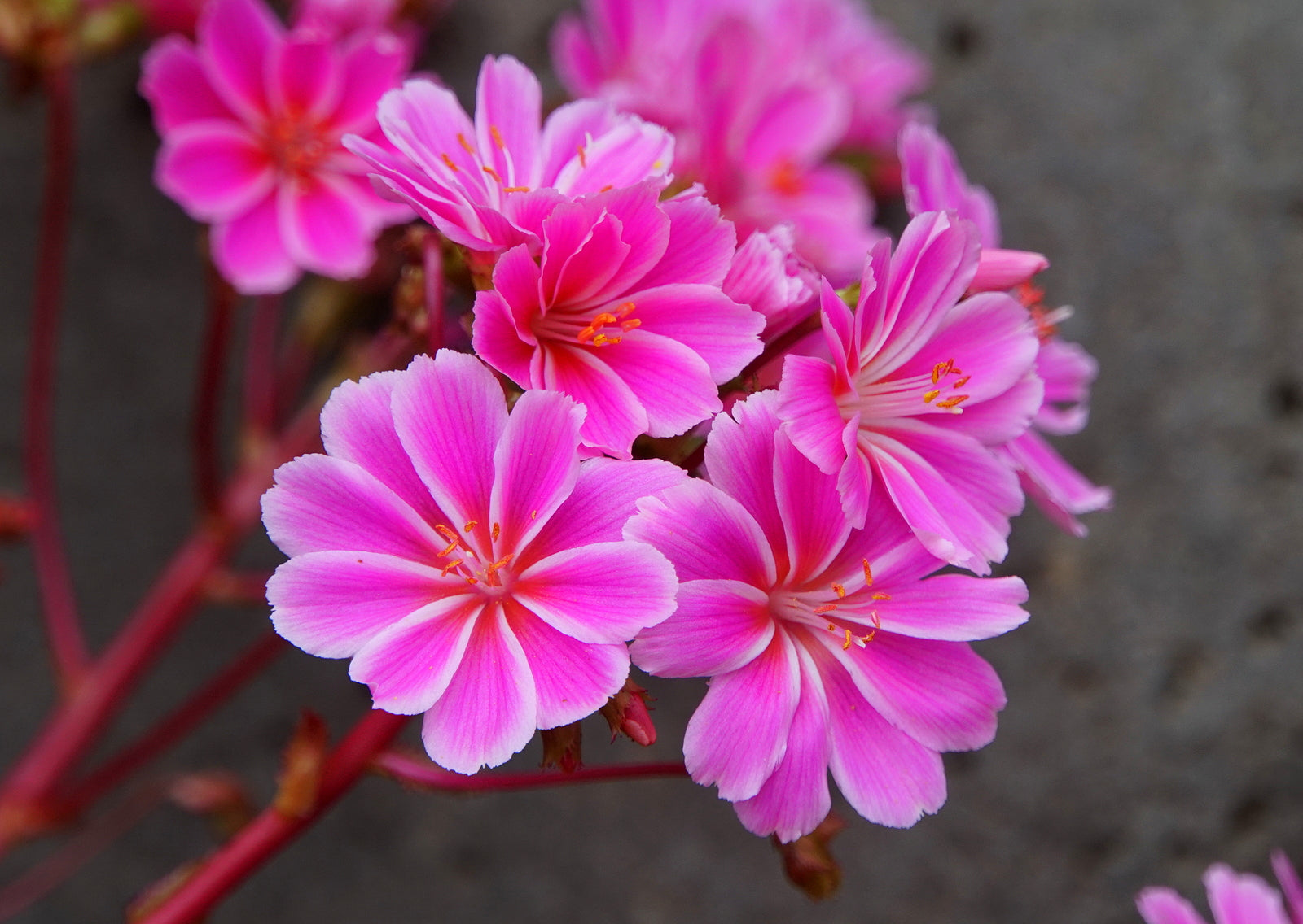 Pink Lewisia Flower Seeds