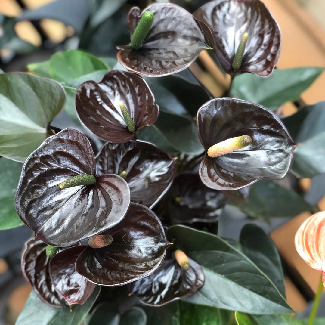 Black Anthurium Flower Seeds