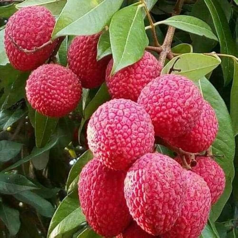 Red Sweet Juicy Lychee Fruit