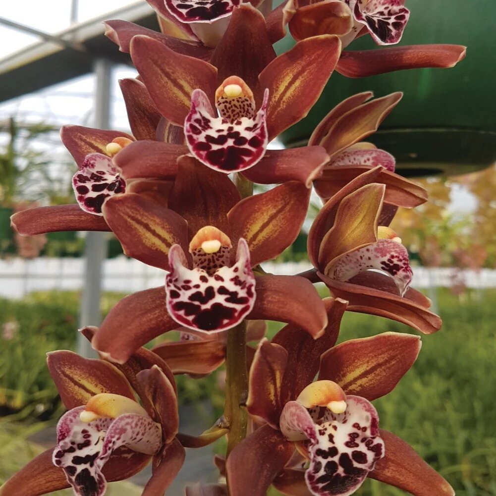 Brown Orchid Flower Seeds – Heirloom, Non-GMO, High Germination Seeds