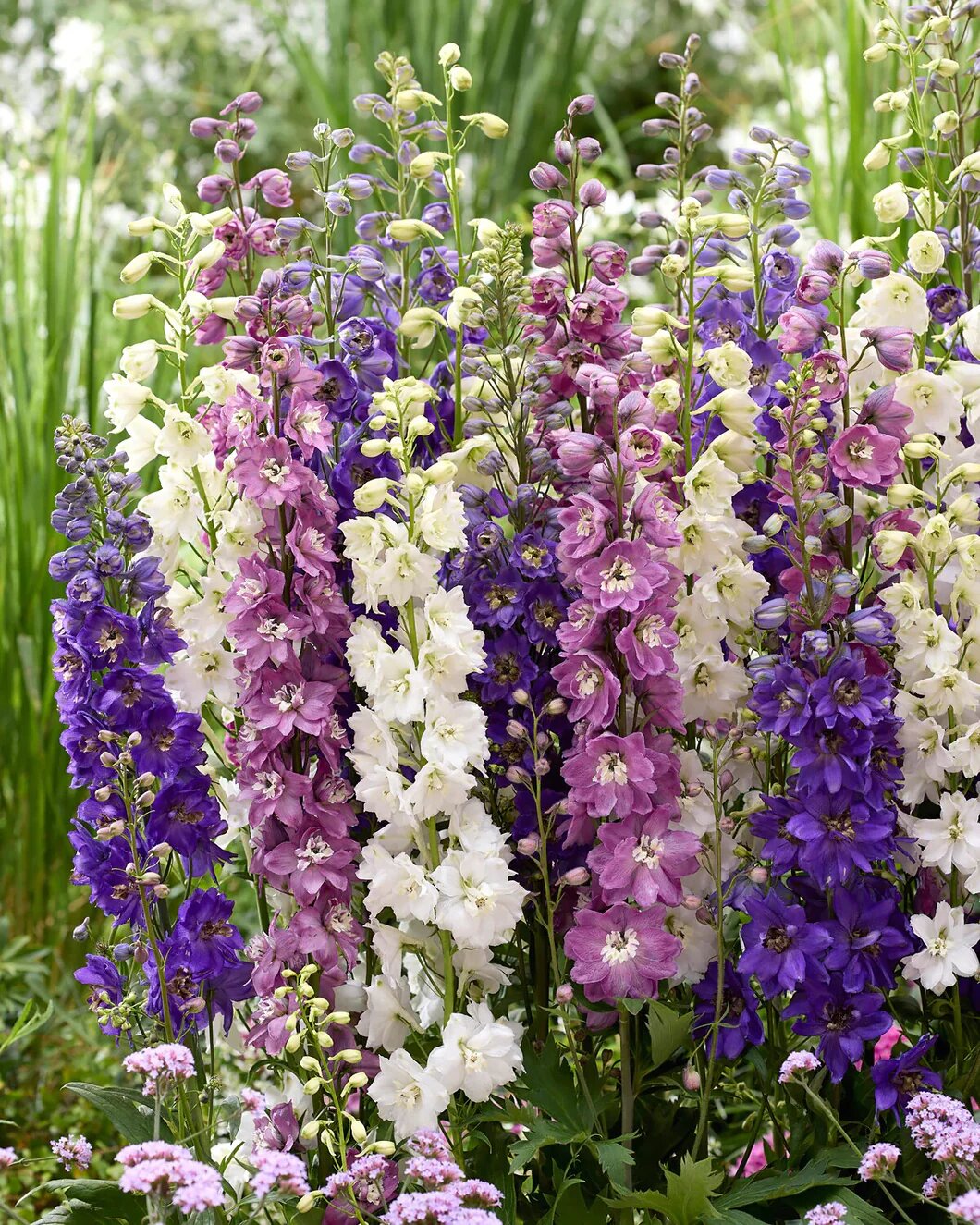 Mixed Delphinium Flower Seeds – Premium Floral Seeds for Decorative Outdoor Landscapes - Heirloom Non GMO High Germinati