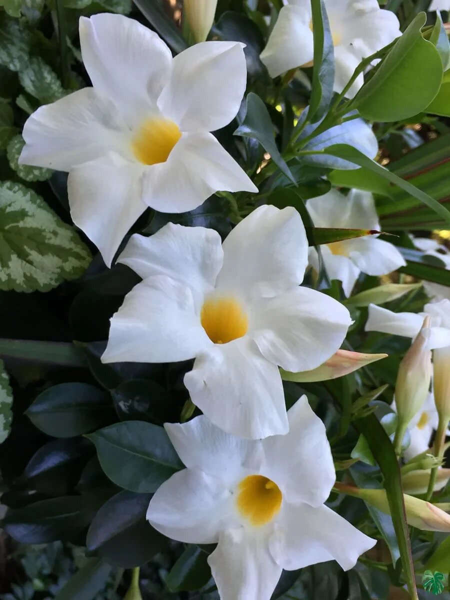 White Dipladenia Flower Seeds - Heirloom Non GMO High Germination Flower Seeds for Home Garden Planting