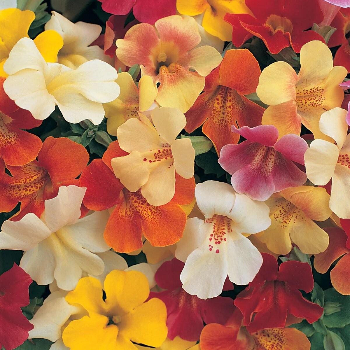 Mixed Mimulus Flower Seeds – Rare Blooming Plants for Balcony and Outdoor Gardening