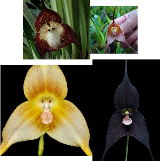 Yellow Monkey Face Orchid Plant Seeds - Heirloom Non GMO High Germination Seeds