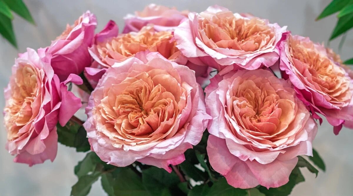 Rare Rose Tree Flower Seeds - Heirloom Non GMO High Germination Garden Planting Seeds