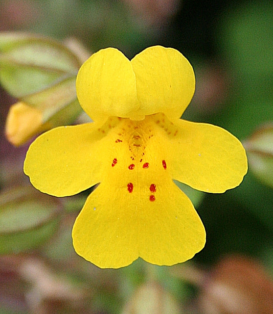 Yellow Mimulus Flower Seeds – Rare Blooming Plants for Balcony and Outdoor Gardens