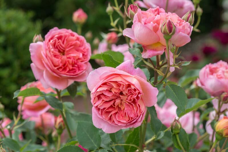 Rare Rose Tree Flower Seeds