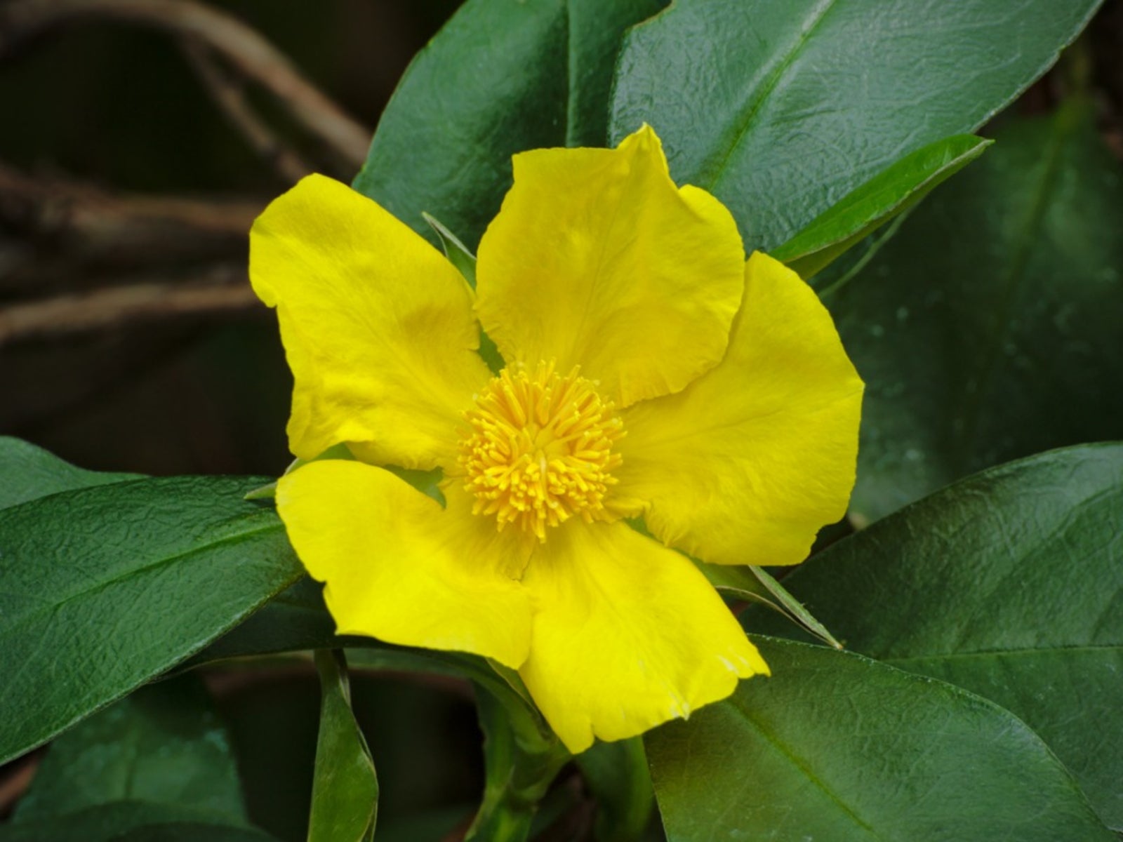 Guinea Flower Seeds
