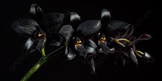 Black Orchid Flower Seeds - Heirloom Non GMO High Germination Organic Garden Seeds for