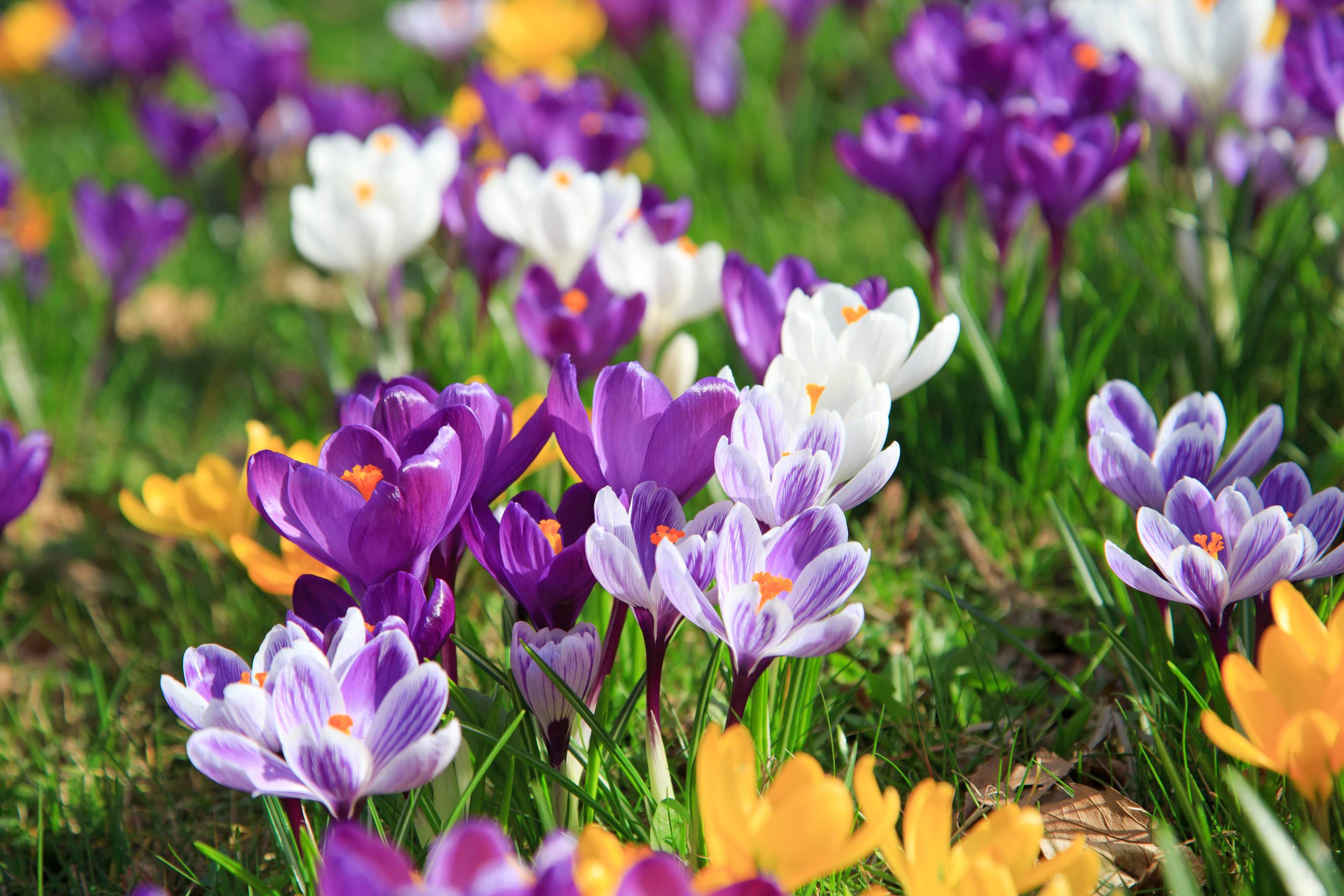 Mixed Saffron Flower Seeds - Heirloom Non GMO High Germination Garden Planting Seeds
