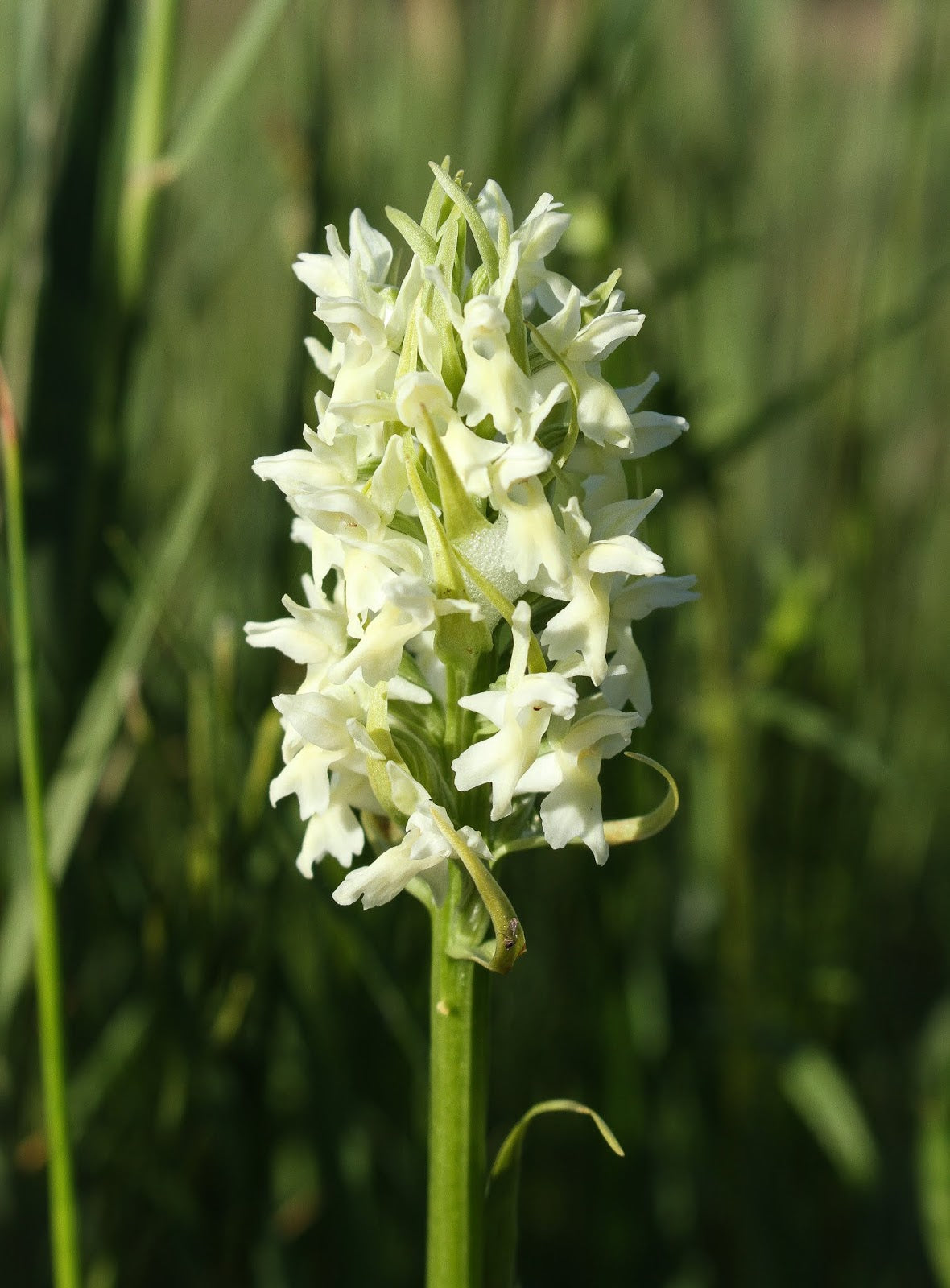 White Marsh Orchid Flower Seeds - Heirloom Non GMO High Germination Garden Planting Seeds