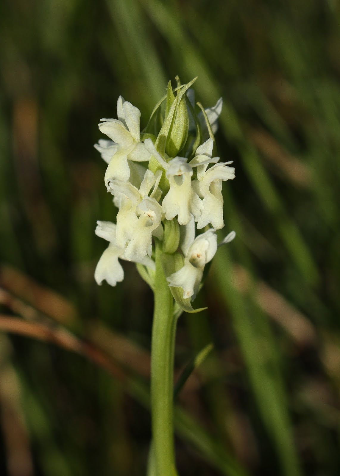 White Marsh Orchid Flower Seeds - Heirloom Non GMO High Germination Garden Planting Seeds