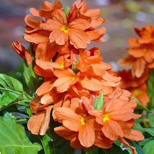 Orange Crossandra Flower Seeds
