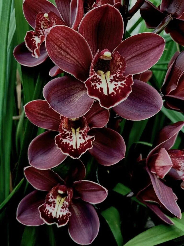 Maroon Cymbidium Flower Seeds