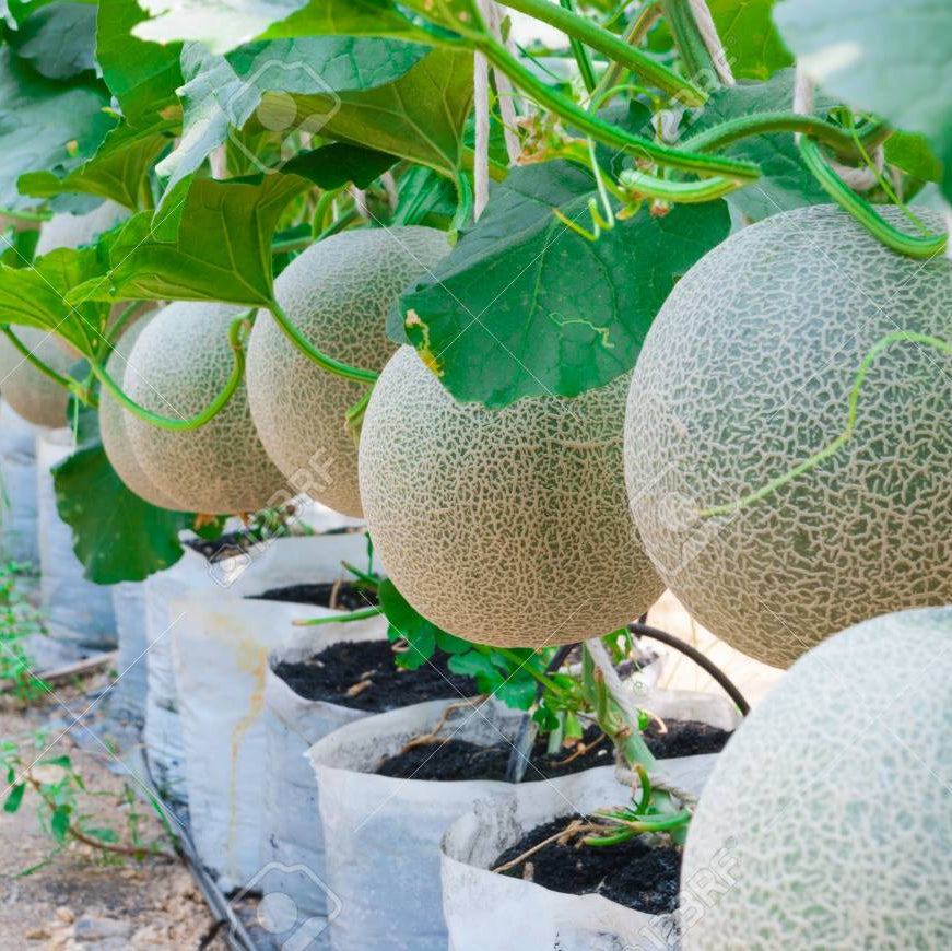 Sweet Muskmelon Cucumis Melo Vegetable
