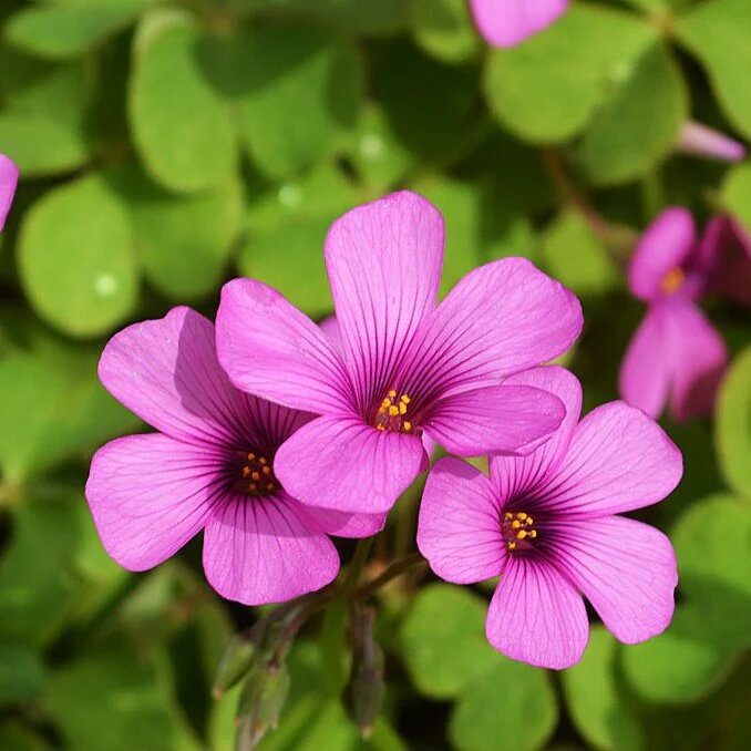 Pink Oxalis Flower Seeds - Heirloom Non GMO High Germination Seeds for Home Garden