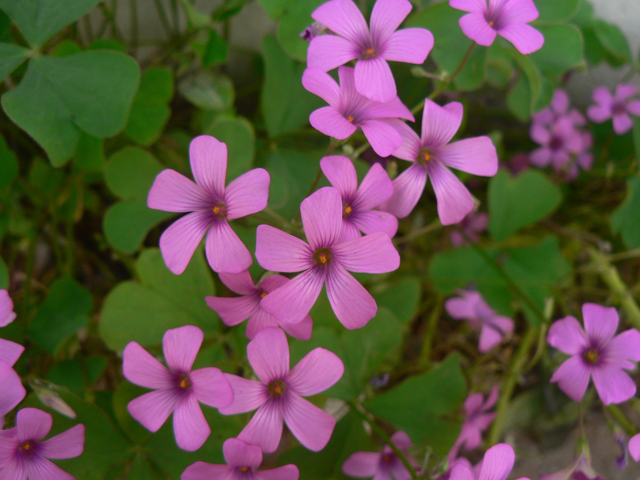 Pink Oxalis Flower Seeds – Rare Blooming Plants for Balcony & Outdoor Gardening