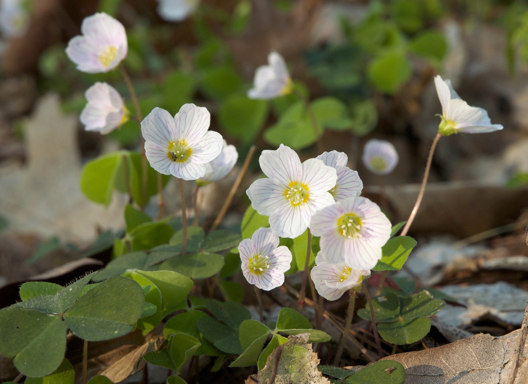 White Acetosella Flower Seeds