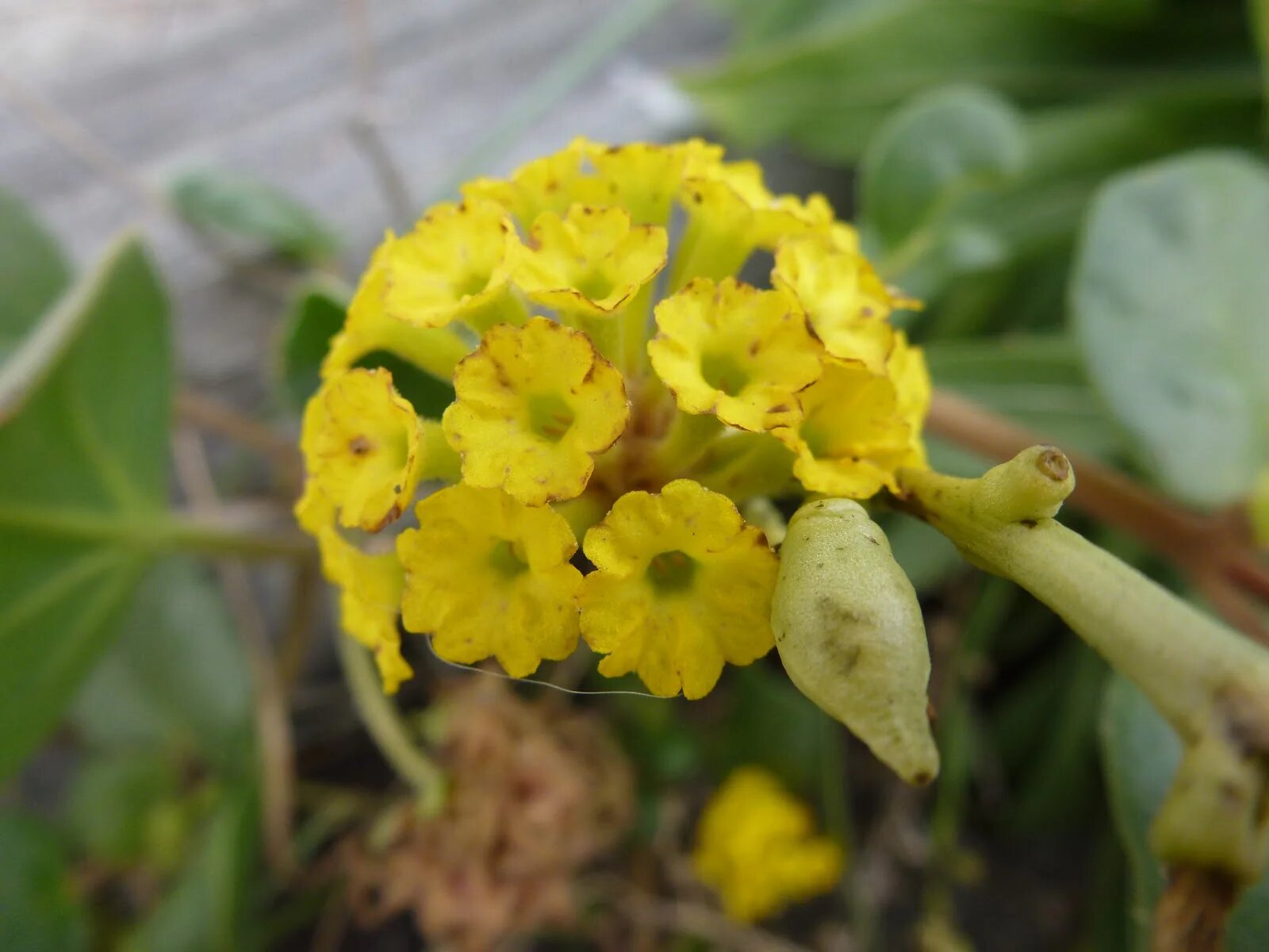 Yellow Verbena Flower Seeds – Exotic Flowering Plants for Vibrant Garden Beauty
