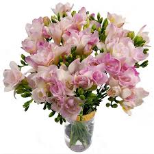 Pink Freesia Flower Seeds Heirloom Non-GMO High Germination Organic Garden Seeds for Planting