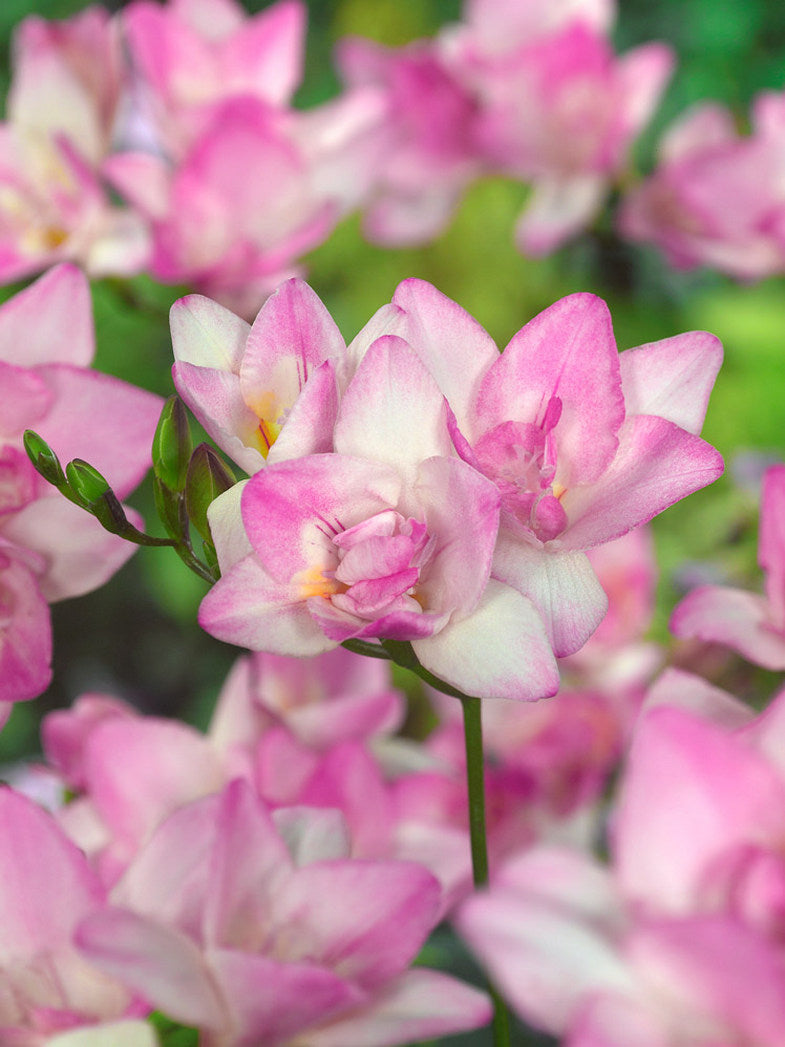 Pink Freesia Flower Seeds Heirloom Non-GMO High Germination Organic Garden Seeds for Planting