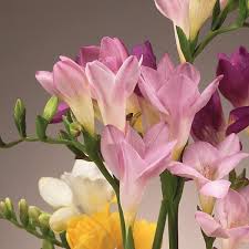 Pink Freesia Flower Seeds