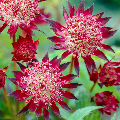 Astrantia Red Flower Seeds - Heirloom Non GMO High Germination Garden Planting Seeds